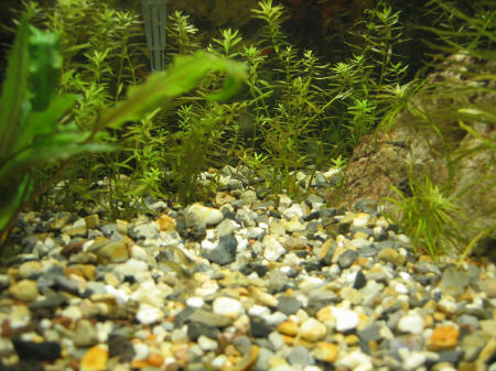 &copy; Zierfischfreunde Immenhausen-Holzhausen CARIDINA JAPONICA 